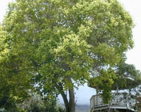 Der Ravintsara Baum